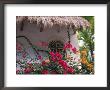Bougenvilla Blooms Underneath A Thatch Roof, Puerto Vallarta, Mexico by John & Lisa Merrill Limited Edition Pricing Art Print