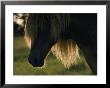 Chincoteague Pony by James L. Stanfield Limited Edition Print