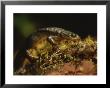 A Close View Of A Rough-Skinned Newt In A Fresh Water Bog by Joel Sartore Limited Edition Print