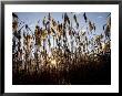 Sunset Through The Tall Grasses Of Chesapeake Bay Wetlands by Stephen St. John Limited Edition Print