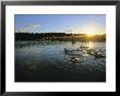 Red-Breasted Mergansers Swim On Brooks River In The Early Morning by Michael Melford Limited Edition Print