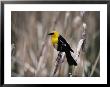 View Of A Yellow-Headed Blackbird Perched On Top Of A Cattail by Bates Littlehales Limited Edition Pricing Art Print