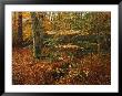 Holly And Beech Trees Along A Woodland Trail by Raymond Gehman Limited Edition Print