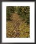 A Moss-Covered Path In A Pine Forest In Grass River Provincial Park by Raymond Gehman Limited Edition Print