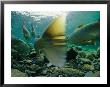 Atlantic Salmon Swimming Upriver To Spawn by Paul Nicklen Limited Edition Print