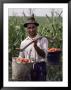 Farmer Carrying Tomatoes, Romania by Adam Woolfitt Limited Edition Print