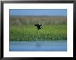 Heron In Flight by Stephen Alvarez Limited Edition Pricing Art Print