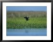 Heron In Flight by Stephen Alvarez Limited Edition Print