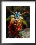 A Mantis Shrimp by George Grall Limited Edition Pricing Art Print