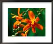 Crocosmia Jupiter, Close-Up Of Orange Flower Head by Lynn Keddie Limited Edition Print