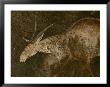 A Close View Of An Eland In A San Rock Painting by Kenneth Garrett Limited Edition Print