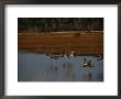 Canada Geese Take Flight Over A Marsh by Raymond Gehman Limited Edition Print