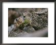 Carrying A Mouthful Of Grass, A Pika Balances On A Rock by Michael S. Quinton Limited Edition Print
