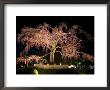 Famous Giant Weeping Cherry Tree In Blossom And Illuminated At Night, Maruyama Park, Kyoto, Honshu by Gavin Hellier Limited Edition Print