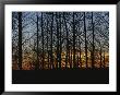 Sunset Blazes Behind Silhouetted Denuded Trees by Raul Touzon Limited Edition Pricing Art Print