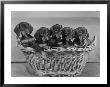 Basket Of Puppies by Thomas Fall Limited Edition Pricing Art Print