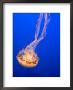 Jellyfish Display At The Monterey Bay Aquarium, Monterey, California, Usa by David R. Frazier Limited Edition Print