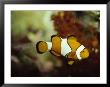 Clown Fish, Great Barrier Reef, Australia by Ernest Manewal Limited Edition Print
