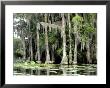 Moss Covered Bald Cypress Trees, Caddo Lake, Tx by Ray Hendley Limited Edition Print
