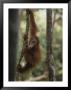 A Young Orangutan Climbs A Tree At An Orangutan Rehabilitation Center by Michael Nichols Limited Edition Pricing Art Print