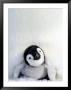 Emperor Penguin (Aptenodytes Forsteri), Chick, Snow Hill Island, Weddell Sea, Antarctica by Thorsten Milse Limited Edition Pricing Art Print