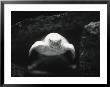 Turtle Without Shell by Henry Horenstein Limited Edition Print
