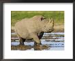 Black Rhinoceros, Walking In Water, Etosha National Park, Namibia by Tony Heald Limited Edition Print