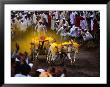 Bullock Cart Races At Pune Festival Pune, Maharashtra, India by John Borthwick Limited Edition Print