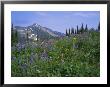 Flower Meadow, Mount Revelstoke National Park, Rocky Mountains, British Columbia (B.C.), Canada by Geoff Renner Limited Edition Print
