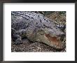 Saltwater Crocodile (Crocodylus Porosus), Airlie Beach, Queensland, Australia, Pacific by James Hager Limited Edition Print