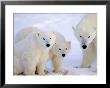 Polar Bears, Mother And Young, Manitoba, Canada by Daniel Cox Limited Edition Print