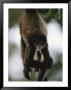 A Spider Monkey Hangs From A Tree Branch by Roy Toft Limited Edition Print