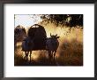 Ox-Carts Stirring Up The Dust At Sunrise, Bagan,Mandalay, Myanmar (Burma) by Anders Blomqvist Limited Edition Print