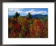 White Mountains National Forest, New Hampshire, New England, Usa by Fraser Hall Limited Edition Print