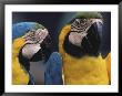 Parrots Talking To Each Other by Fogstock Llc Limited Edition Print