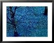 Autumn Tree In Blue, Green, And Purple by Robert Cattan Limited Edition Print