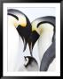 Emperor Penguin (Aptenodytes Forsteri), Chick And Adults, Snow Hill Island, Weddell Sea, Antarctica by Thorsten Milse Limited Edition Pricing Art Print