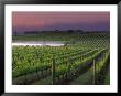 Sunrise On The Fog Behind Vineyard In Napa Valley, California, Usa by Janis Miglavs Limited Edition Print