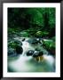 Liwagu River At Kinabalu National Park, Sabah, Malaysia by Mark Daffey Limited Edition Print
