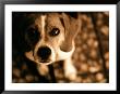 Close-Up Of Beagle Puppy by Lonnie Duka Limited Edition Pricing Art Print