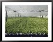 Hydroponic Lettuce Is Grown In An Acre Of Greenhouse Troughs by Joseph H. Bailey Limited Edition Print