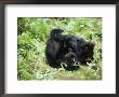 Mountain Gorilla, Family Group Grooming, Parc Du Volcans National Park, Rwanda by Anup Shah Limited Edition Print