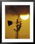 Harris Hawk Eating Prey On Windmill At Sunset, Brooks County, Texas, Usa by Maresa Pryor Limited Edition Print