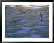 Woman Skating On The Ice At Mcphee Reservoir by Kate Thompson Limited Edition Print