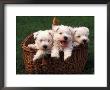 Three West Highland Terrier / Westie Puppies In A Basket by Adriano Bacchella Limited Edition Print