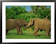 Two African Elephants With Their Damp Trunks In Each Others Mouths by Beverly Joubert Limited Edition Print