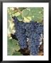 Wine Grapes by Mark Gibson Limited Edition Pricing Art Print