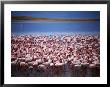 Flamingoes At Ngorongoro Crater., Ngorongoro Conservation Area, Arusha, Tanzania by Greg Elms Limited Edition Print