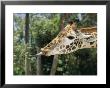 A Captive Masai Giraffe Uses Its Long Tongue To Reach A Tree Leaf by Roy Toft Limited Edition Pricing Art Print