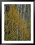 A Close View Of Quaking Aspen Trees Growing Along The Kebler Pass In Colorados Elk Mountains by Marc Moritsch Limited Edition Print